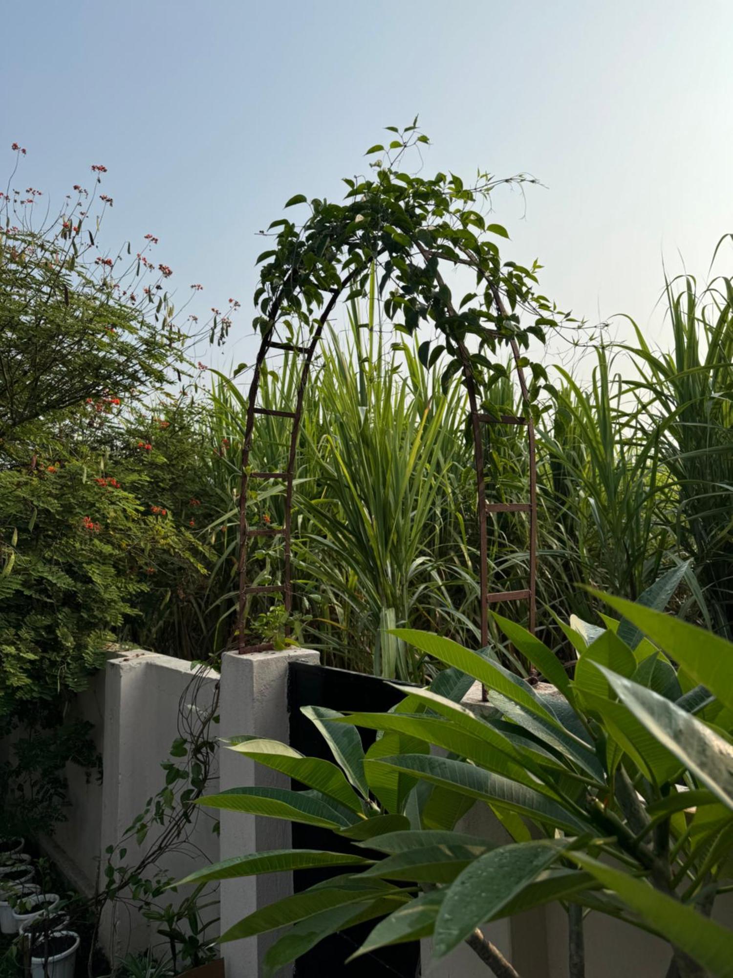 The Bougainvillea Cottage Farmstay Near Dehradun , 2 Bedroom Private Cottage Next To Fields And Orchards With Hill Views ภายนอก รูปภาพ