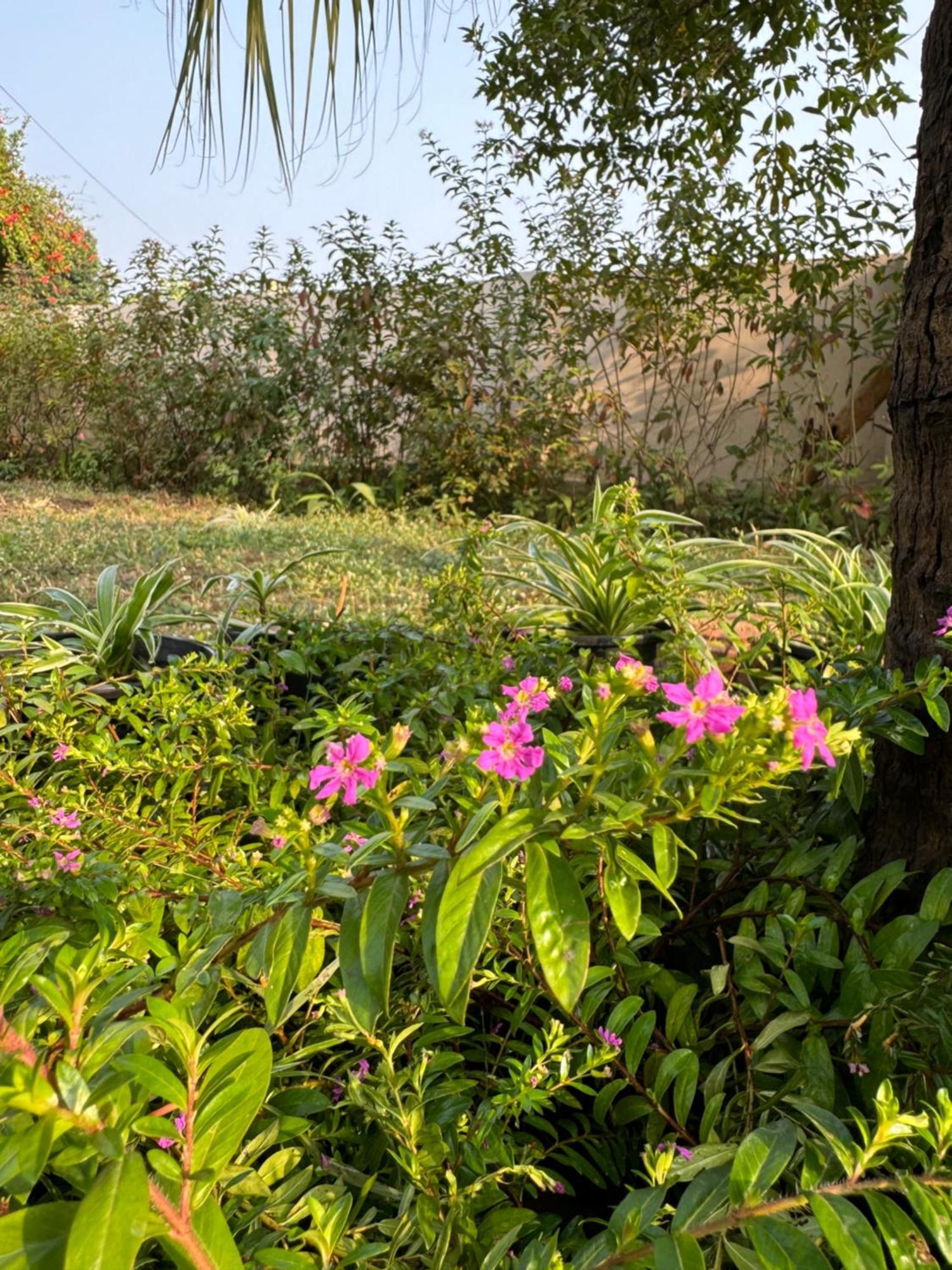 The Bougainvillea Cottage Farmstay Near Dehradun , 2 Bedroom Private Cottage Next To Fields And Orchards With Hill Views ภายนอก รูปภาพ